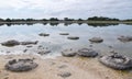 Stromatolites: Lake Thetis, Western Australia Royalty Free Stock Photo