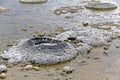 Stromatolites at Lake Thetis, Western Australia Royalty Free Stock Photo