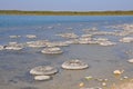 Stromatolites Landscape, Oldest Living Fossil : Lake Thetis,Western Australia Royalty Free Stock Photo