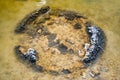Stromatolites, Living Fossils in saline coastal lake - Lake Thetis in Western Australia Royalty Free Stock Photo