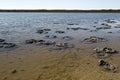 Stromatolites Royalty Free Stock Photo