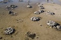 Stromatolites Royalty Free Stock Photo