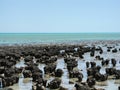 Stromatolites - Shark Bay Western Australia Royalty Free Stock Photo
