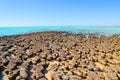 Stromatolites, Shark Bay, Western Australia Royalty Free Stock Photo