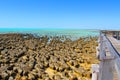 Stromatolites, Shark Bay, Western Australia Royalty Free Stock Photo