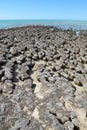 Stromatolites, Shark Bay, Western Australia Royalty Free Stock Photo