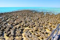 Stromatolites, Shark Bay, Western Australia Royalty Free Stock Photo