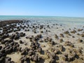 Stromatolites, Shark Bay, Western Australia Royalty Free Stock Photo