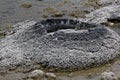 Stromatolites or stromatoliths Royalty Free Stock Photo