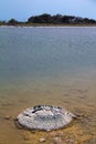 Stromatolites or stromatoliths Royalty Free Stock Photo