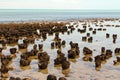 Stromatolites in west australia Royalty Free Stock Photo