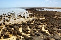 Stromatolites in west australia Royalty Free Stock Photo