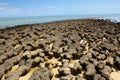Stromatolites in west australia Royalty Free Stock Photo