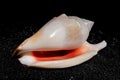 Strombidae Seashell on a black sand background Royalty Free Stock Photo