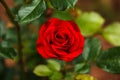 Stromboli red rose flower in bloom in summer garden