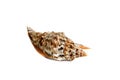 strombus chrysostomus Royalty Free Stock Photo