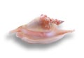 Strombus gallus shell Royalty Free Stock Photo