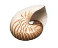 Strombus Latisimus Royalty Free Stock Photo