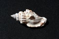 Strombus plicatus pulchellus - shell Royalty Free Stock Photo