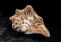 Strombus raninus seashell on a dark background