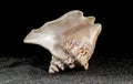 Strombus raninus seashell on a dark background Royalty Free Stock Photo