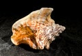 Strombus raninus seashell on a dark background Royalty Free Stock Photo