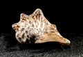 Strombus raninus seashell on a dark background Royalty Free Stock Photo