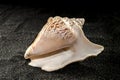 Strombus raninus seashell on a dark background Royalty Free Stock Photo