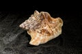 Strombus raninus seashell on a dark background Royalty Free Stock Photo