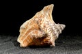 Strombus raninus seashell on a dark background Royalty Free Stock Photo