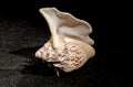 Strombus raninus seashell on a dark background Royalty Free Stock Photo