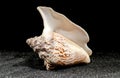 Strombus raninus seashell on a dark background Royalty Free Stock Photo