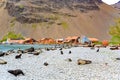 Abandoned whaling station on Stromness with antarctic fur seal colony in front, South Georgia