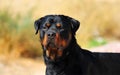 A strong rottweiler dog in the field Royalty Free Stock Photo