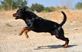 A strong rottweiler dog in the field Royalty Free Stock Photo