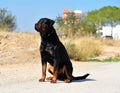 A strong rottweiler dog in the field Royalty Free Stock Photo