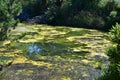 Algal bloom on pond surface Royalty Free Stock Photo