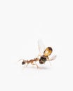 strong ant trying to lift a heavy food stock photo in white background