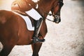 A strong, athletic Bay horse with a rider in the saddle canters quickly across the sand Royalty Free Stock Photo