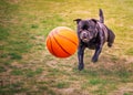 Strong athletic Staffordshire Bull Terrier dog running after, chasing a large orange basket ball on grass. Royalty Free Stock Photo