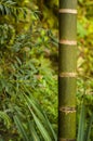Strong bamboo in botanical park