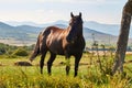Strong and beautiful horse grazing on a summer meadow, north-western Bulgaria, near the Busintsi village and Tran city Royalty Free Stock Photo