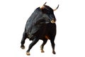 A strong black bull running on spanish bullring Royalty Free Stock Photo