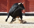 A strong black bull running on spanish bullring