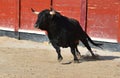 A strong black bull running on spanish bullring