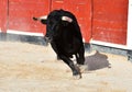 A strong black bull running on spanish bullring Royalty Free Stock Photo