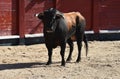 A strong black bull running on spanish bullring Royalty Free Stock Photo