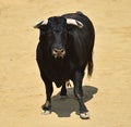 A strong black bull running on spanish bullring Royalty Free Stock Photo