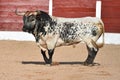 A strong black bull running on spanish bullring Royalty Free Stock Photo