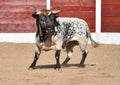 A strong black bull running on spanish bullring Royalty Free Stock Photo